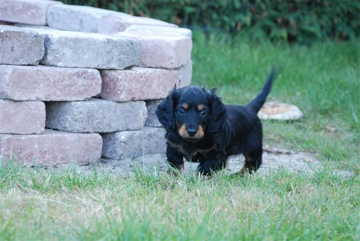 Dværggravhund Zeus billede 7