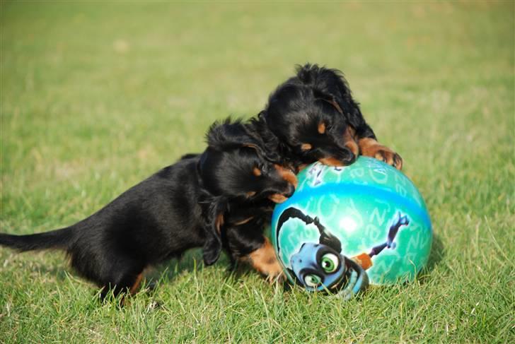 Dværggravhund Zeus billede 8