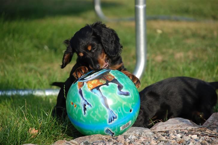 Dværggravhund Zeus billede 9