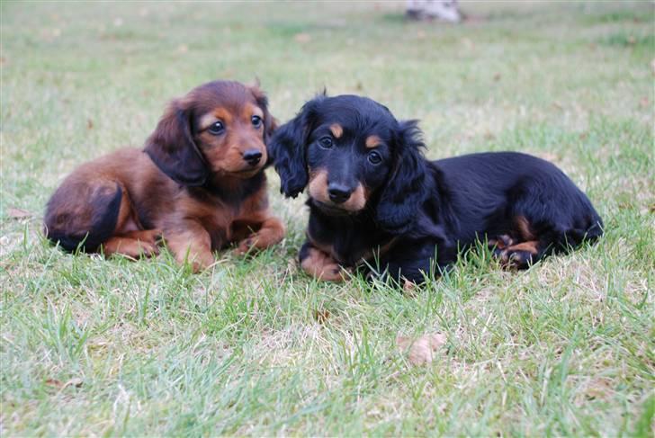 Dværggravhund Zeus billede 10