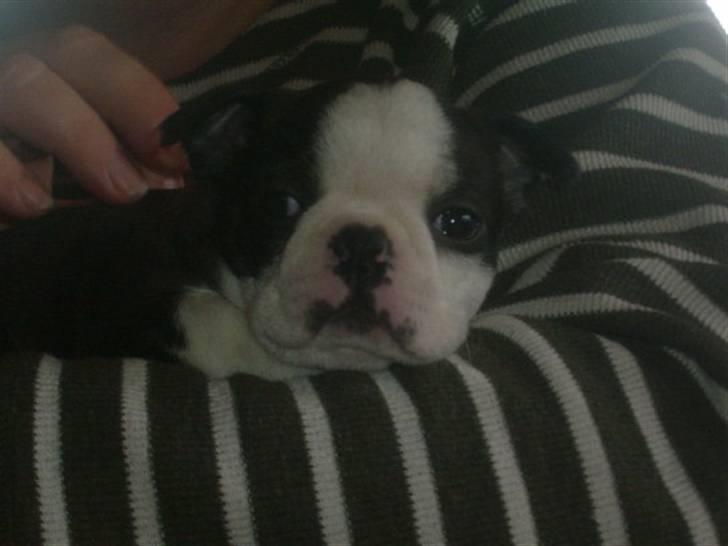 Boston terrier frida billede 7