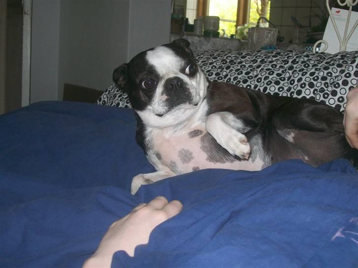 Boston terrier frida billede 8