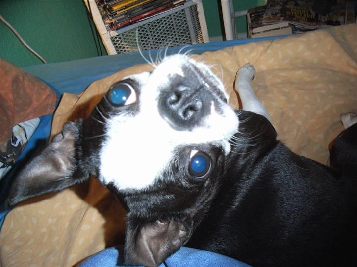 Boston terrier frida billede 9