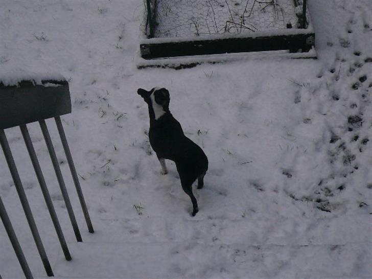 Boston terrier frida billede 10