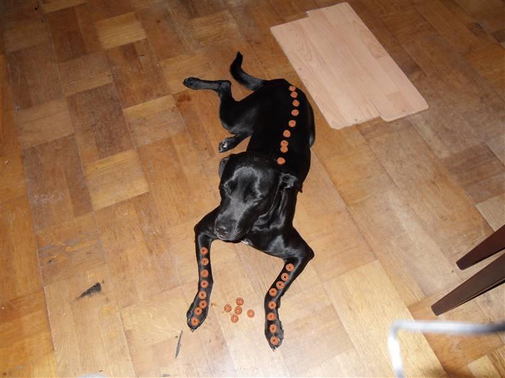 Blanding af racer Bella - bor hos eks. billede 18