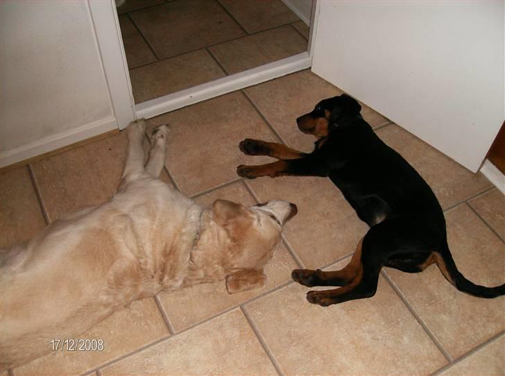 Rottweiler Freja - som hvalp kan man godt blive træt af at lege;o) billede 9