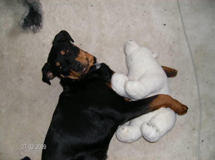 Rottweiler Freja - der er intet som en god krammer billede 10