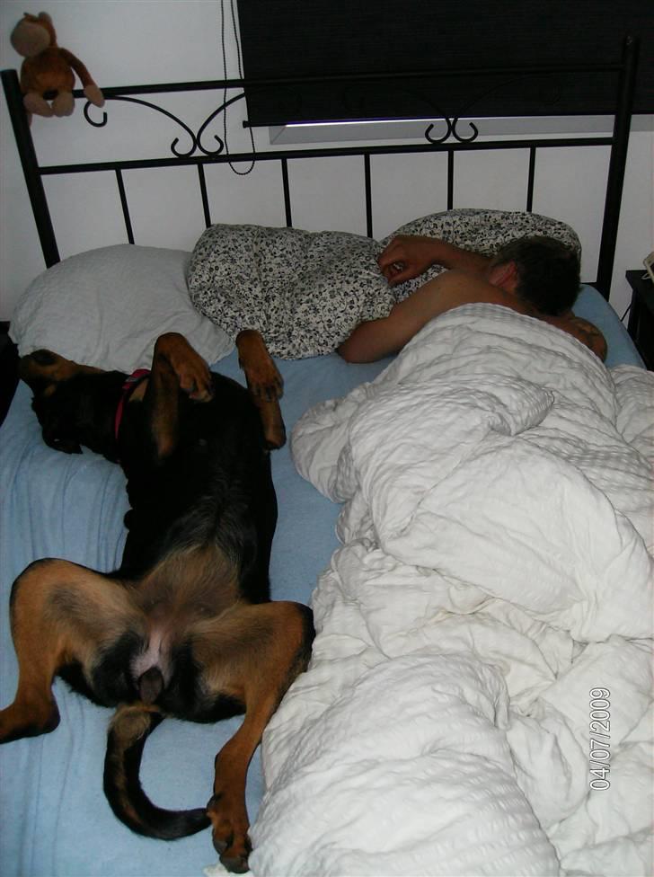 Rottweiler Freja - ren hygge billede 11