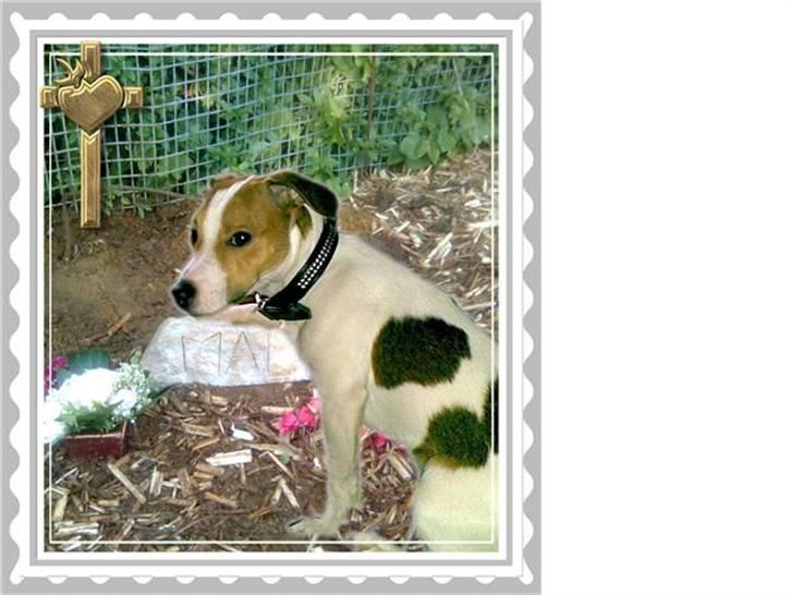 Jack russell terrier Malte <3 R.I.P. skat.. billede 17