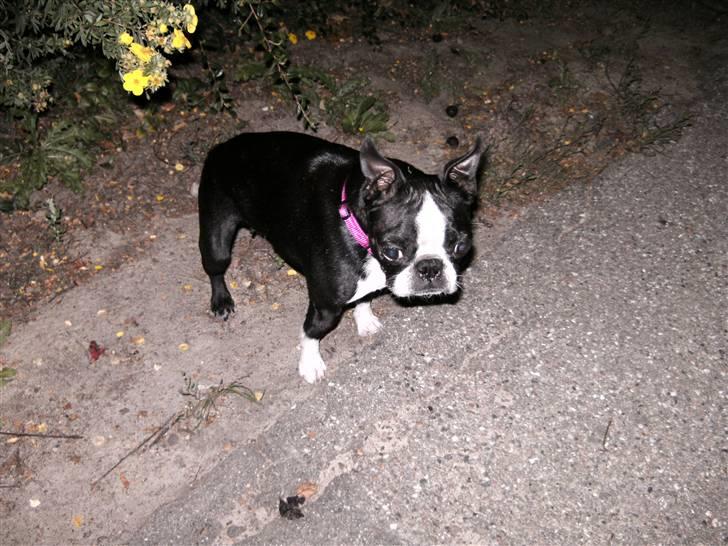 Boston terrier Debbie billede 17