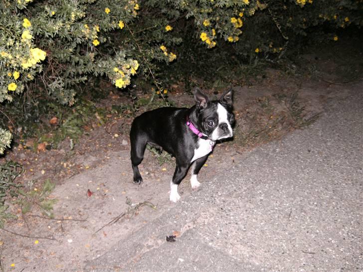 Boston terrier Debbie billede 18