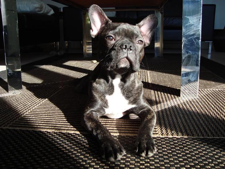 Fransk bulldog Shorty billede 1
