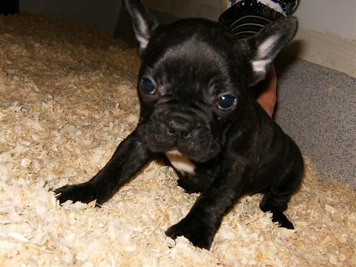 Fransk bulldog Shorty - 6 Uger billede 2