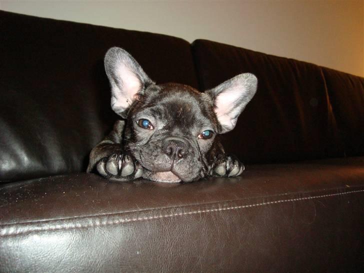 Fransk bulldog Shorty billede 3