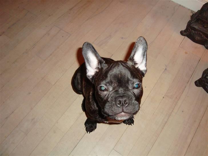 Fransk bulldog Shorty billede 4