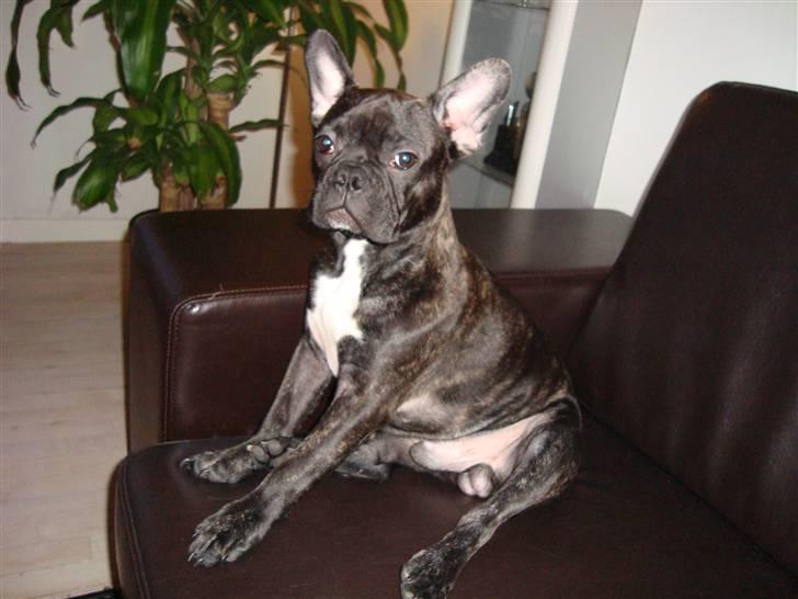 Fransk bulldog Shorty billede 5