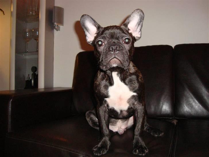 Fransk bulldog Shorty billede 6