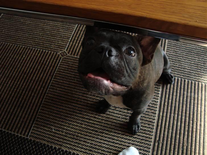 Fransk bulldog Shorty billede 7