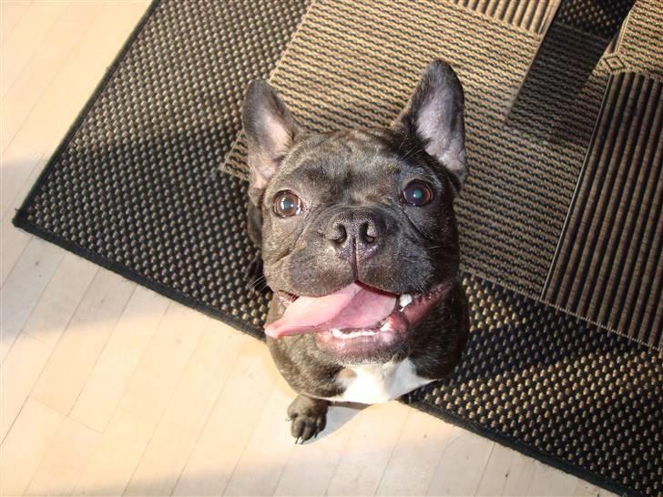 Fransk bulldog Shorty billede 8
