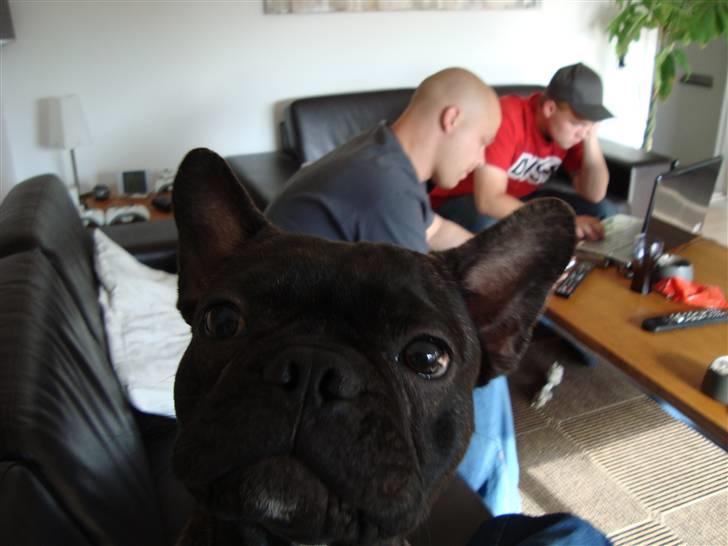 Fransk bulldog Shorty billede 9