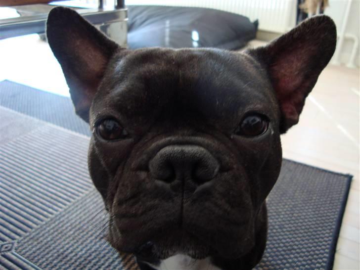 Fransk bulldog Shorty billede 10