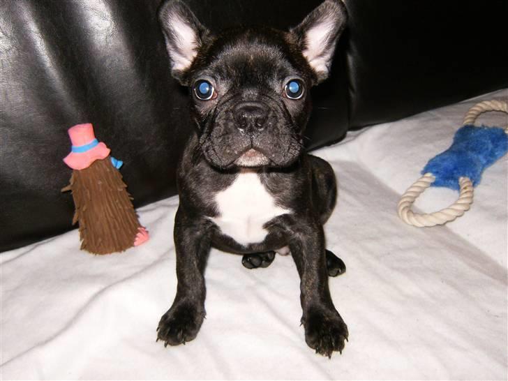 Fransk bulldog Shorty billede 11