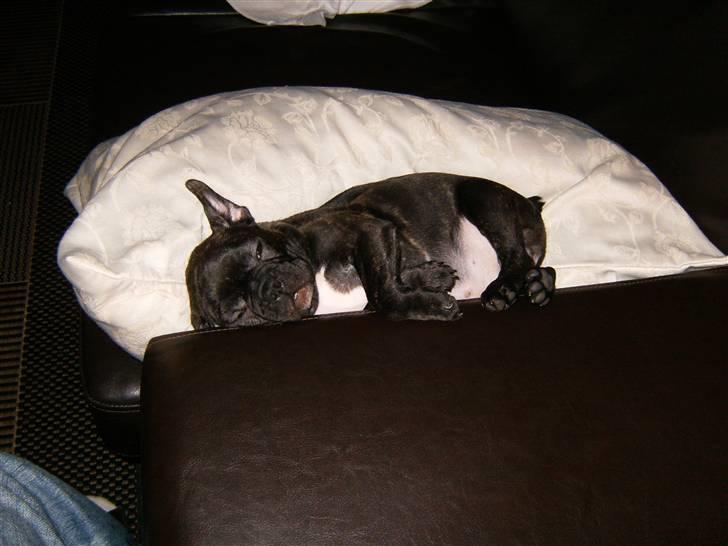 Fransk bulldog Shorty - 8 Uger billede 12