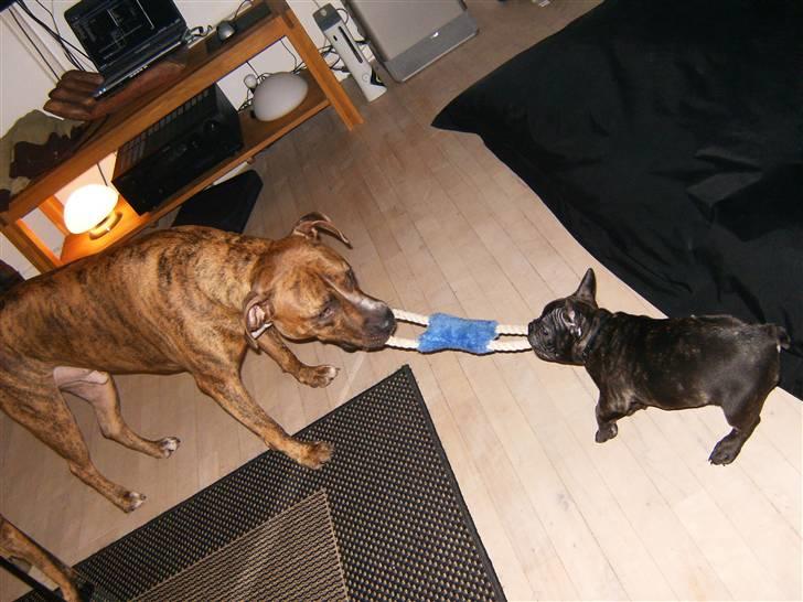 Fransk bulldog Shorty - 10 uger billede 13