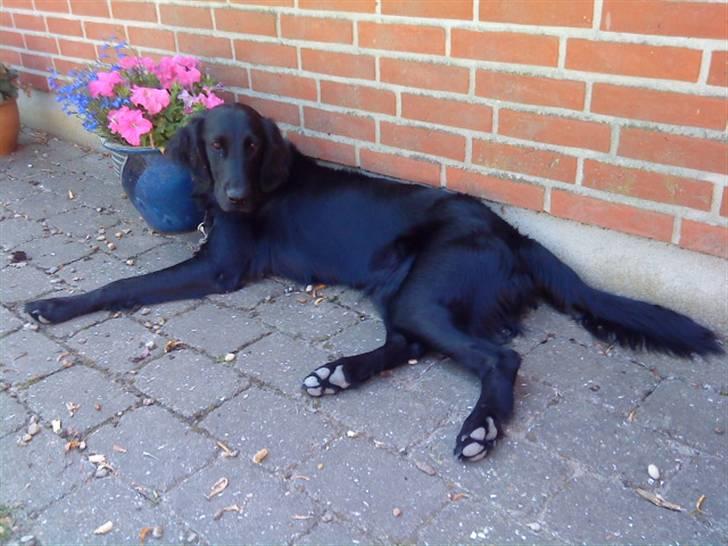 Flat coated retriever Morris - NYT. billede 10