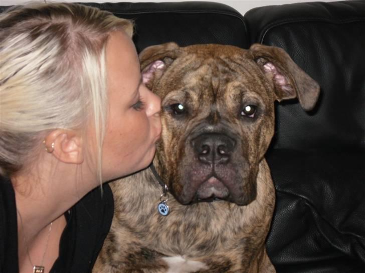 Olde english bulldogge Eddie billede 1