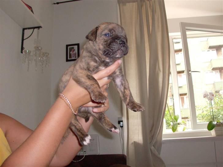 Olde english bulldogge Eddie billede 2