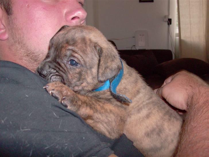 Olde english bulldogge Eddie billede 3