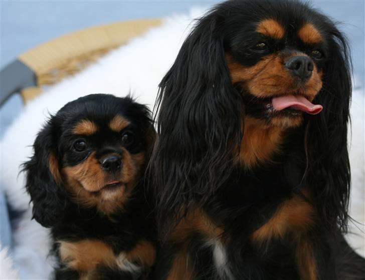 Cavalier king charles spaniel Cavasoles Nikita - Nikita sammen med sin mor : Cavasoles Lina billede 1
