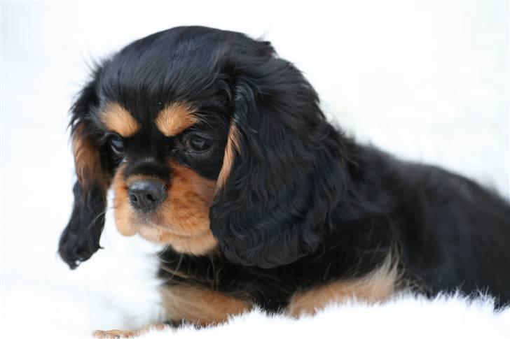 Cavalier king charles spaniel Cavasoles Nikita billede 2