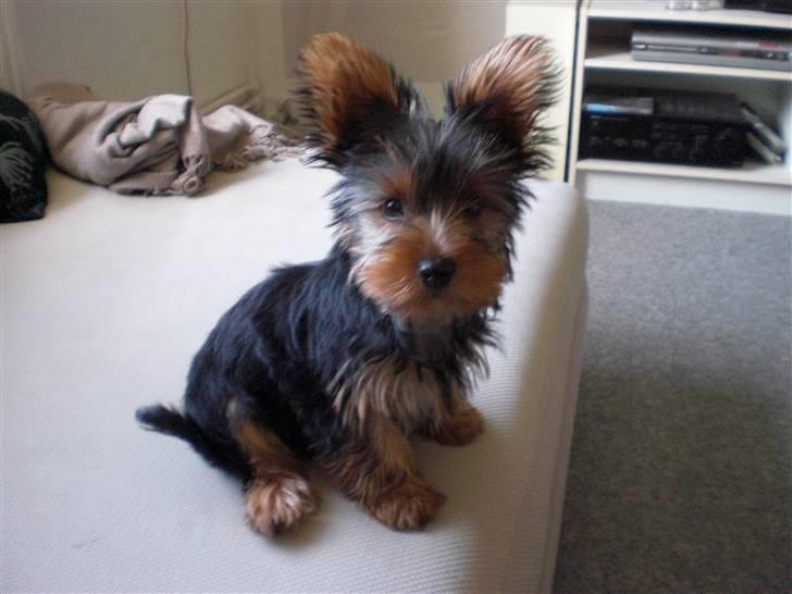Yorkshire terrier Bimse SilverStar billede 1