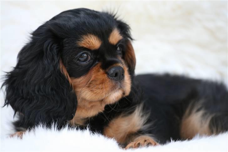Cavalier king charles spaniel Cavasoles Nikita billede 3