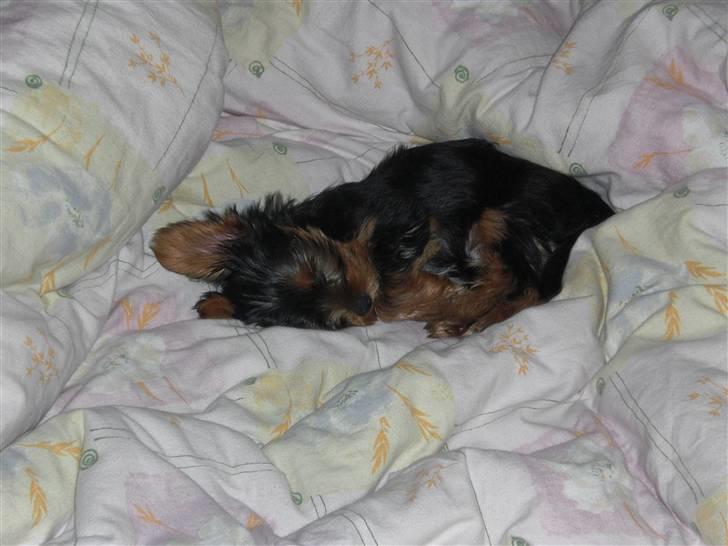 Yorkshire terrier Bimse SilverStar billede 2