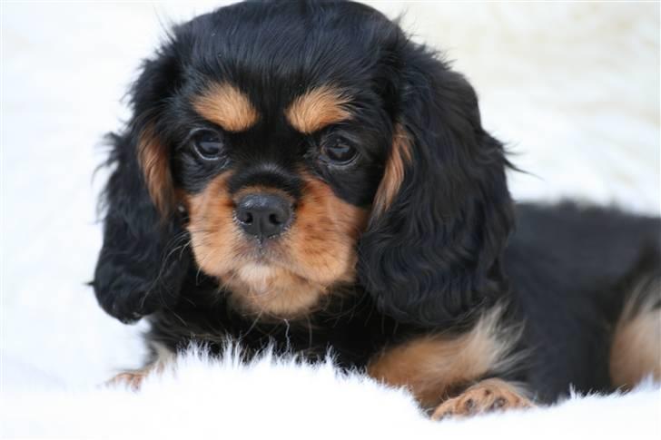 Cavalier king charles spaniel Cavasoles Nikita billede 4