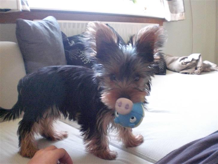 Yorkshire terrier Bimse SilverStar billede 3