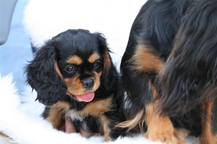 Cavalier king charles spaniel Cavasoles Nikita - Hvad sker der mon dernede ? billede 5