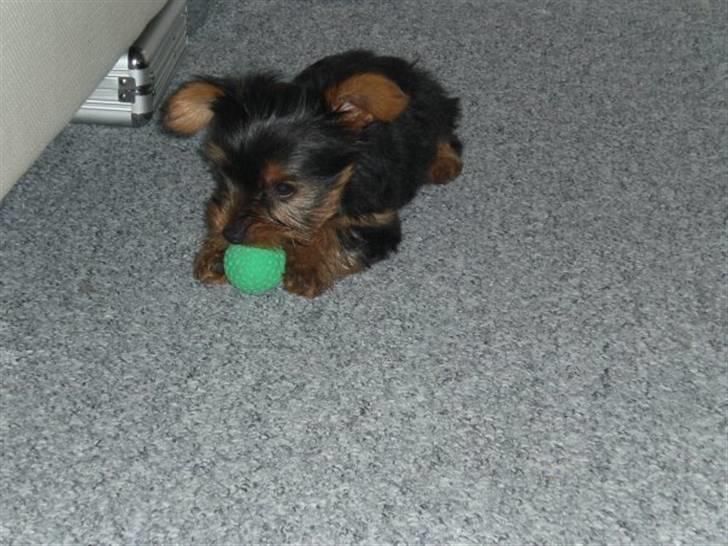 Yorkshire terrier Bimse SilverStar - så lille han var da vi fik ham... billede 4