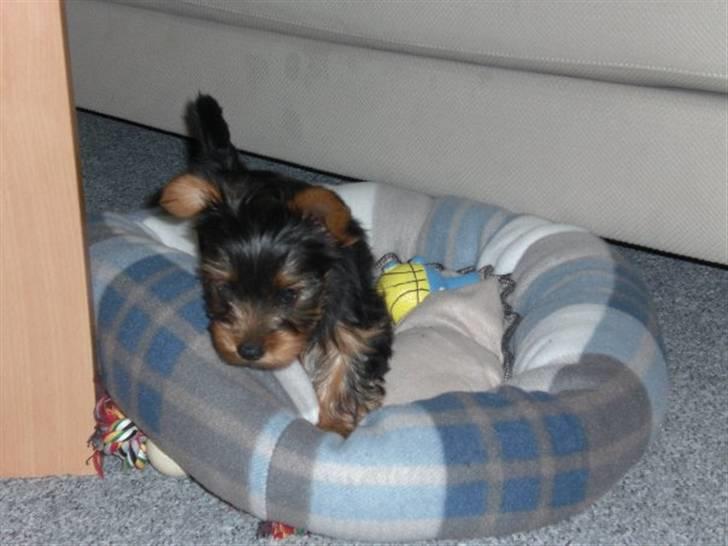Yorkshire terrier Bimse SilverStar billede 5