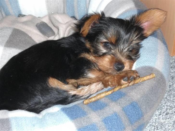 Yorkshire terrier Bimse SilverStar billede 6