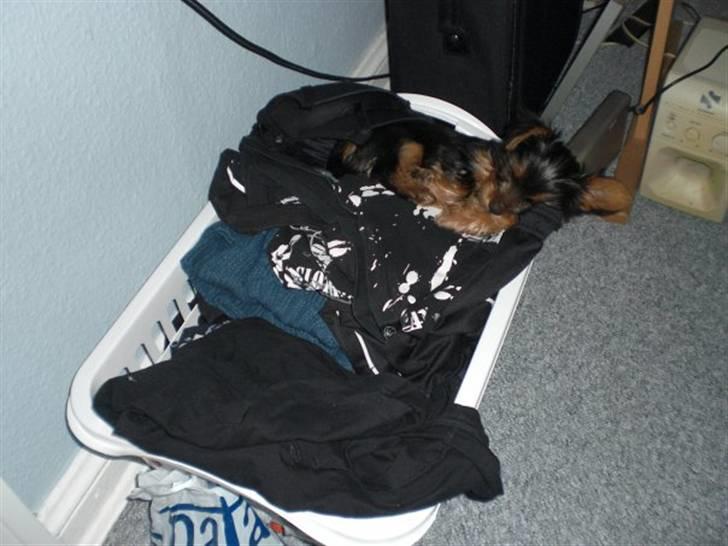 Yorkshire terrier Bimse SilverStar - Ikk noget bedre end at putte i nyvasket tøj billede 7