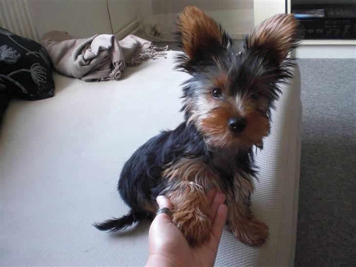 Yorkshire terrier Bimse SilverStar - gi pote billede 8
