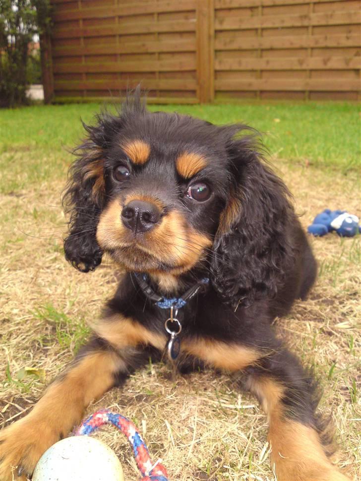 Cavalier king charles spaniel Cavolines Balou billede 12