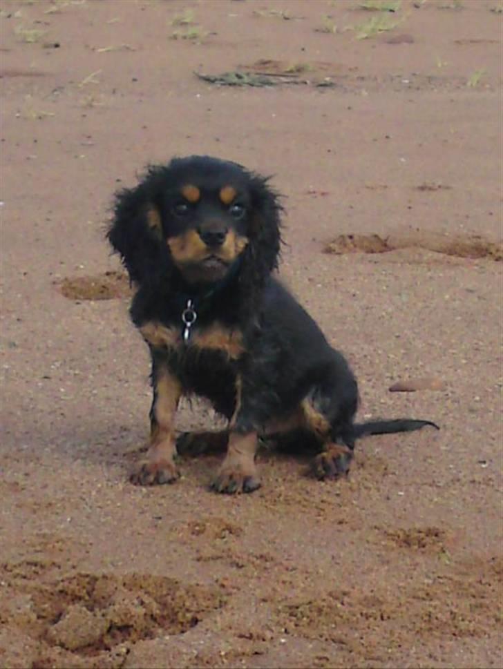 Cavalier king charles spaniel Cavolines Balou billede 13