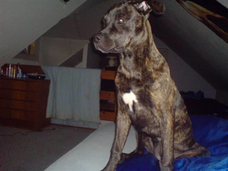 Blanding af racer Freja - Freja  billede 1