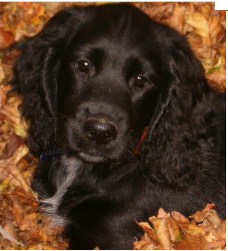 Blanding af racer basse billede 1