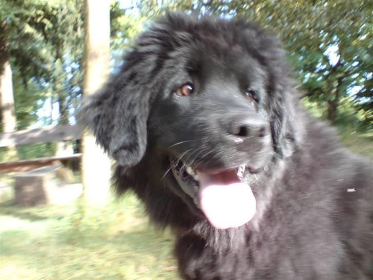 Newfoundlænder Freja billede 1